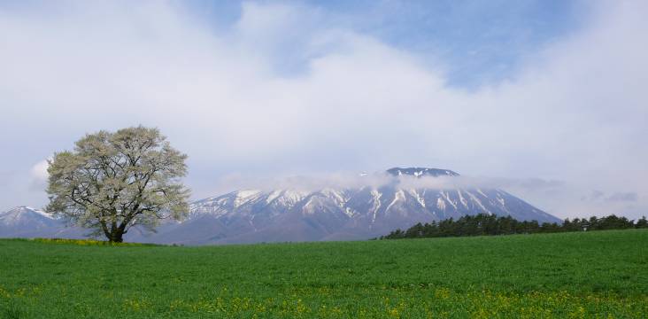 ipponzakura