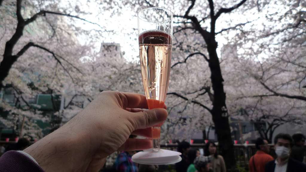 Kirschblüte Alkohol Trinken Sakura Hanami Japan