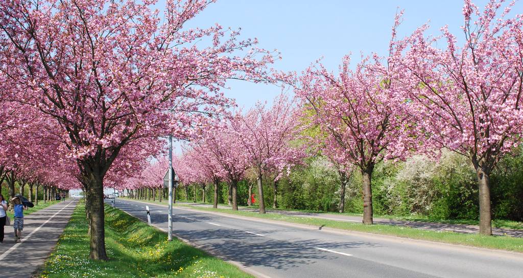 Kirschblüte Deutschland Hanami Japan