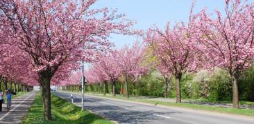 Kirschblüte Deutschland Hanami Japan