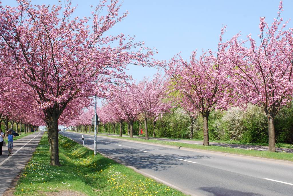 Kirschblüte Deutschland Hanami Japan
