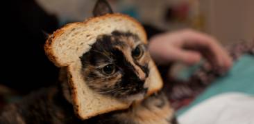 katze toast cat breading