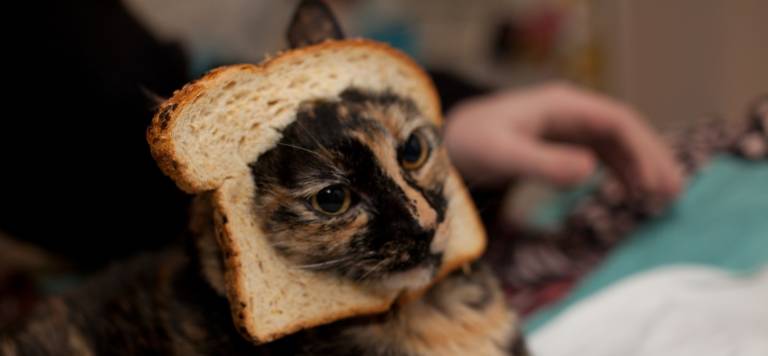 katze toast cat breading