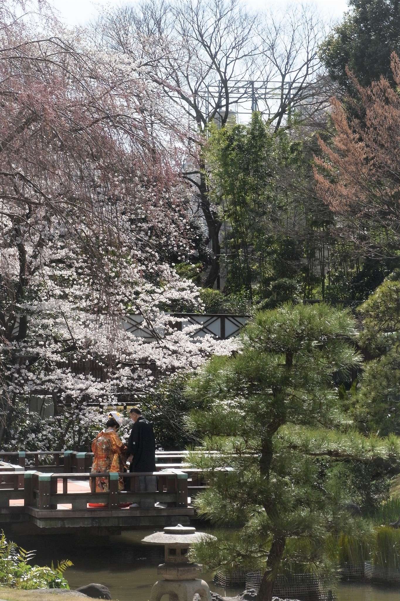 Harajuku Hochzeit Japan Kirschblüte Togo Schrein