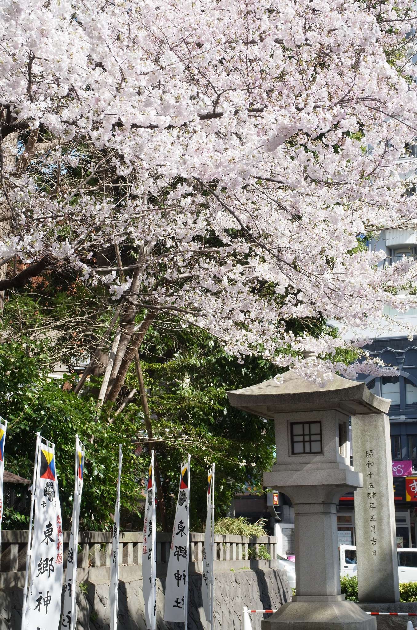 Kirschblüte Harajuku Togo Schrein Torii