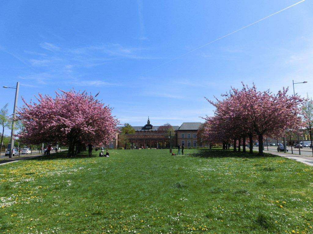 Kirschblüte Deutschland Hanami Japan