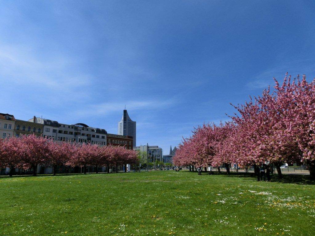 Kirschblüte Deutschland Hanami Japan