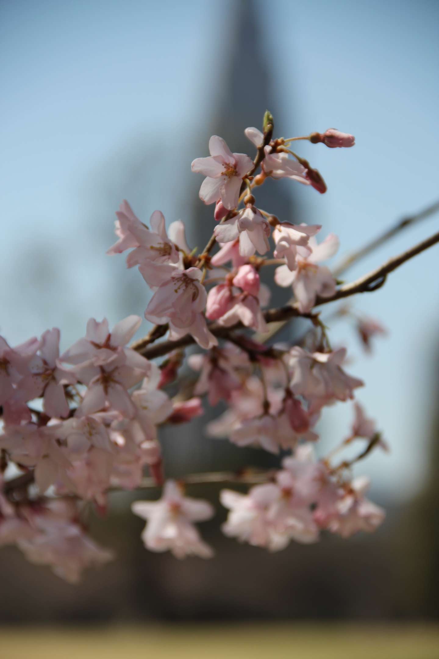 Nahaufnahme der Blüten einer edohigan