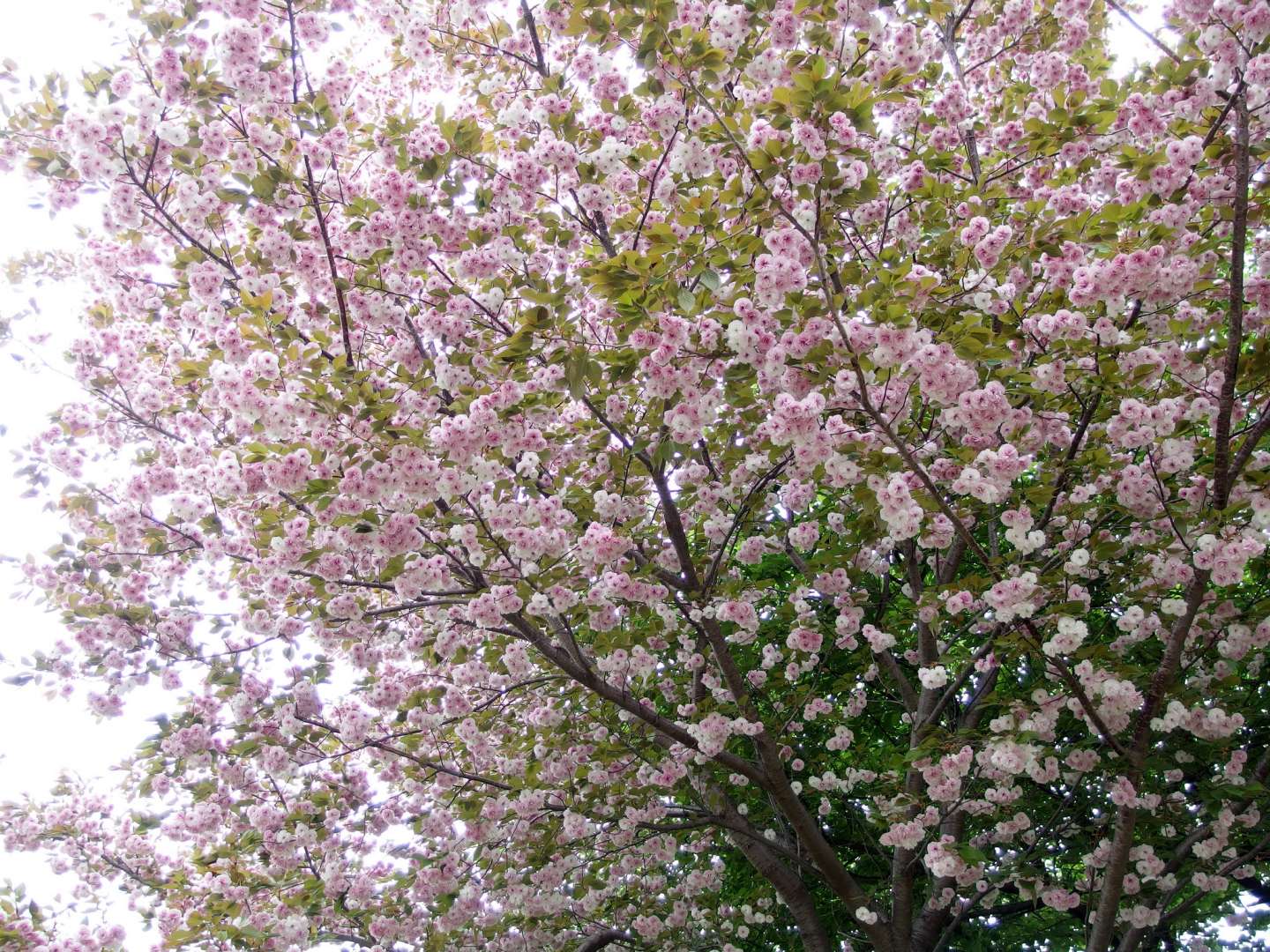 Blüten der fugenzō