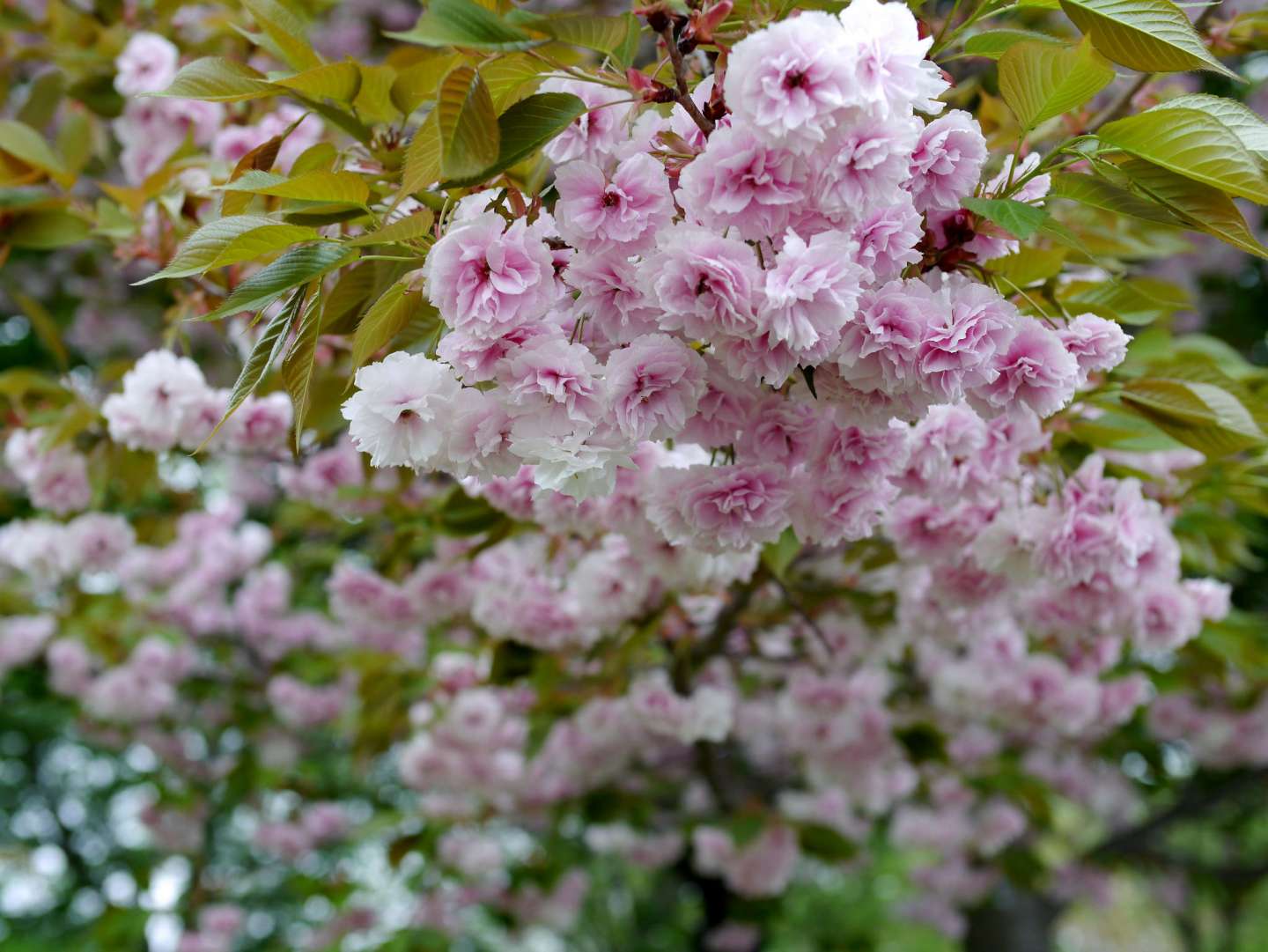 blüten der fugenzō