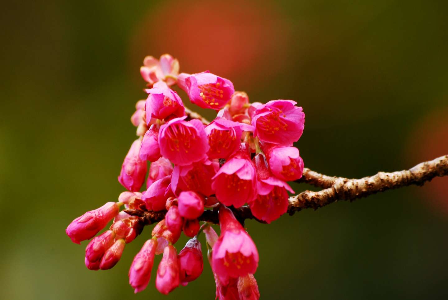 Nahaufnahme der Blüte einer Kanhizakura