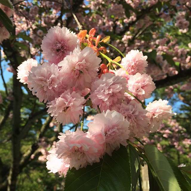 Blüten der kikuzakura