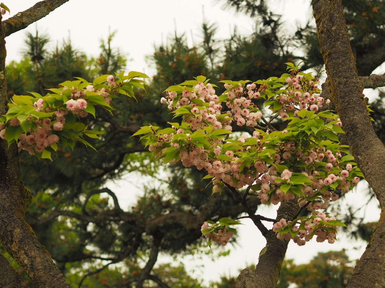 Blüten der kikuzakura mit grünen Blättern