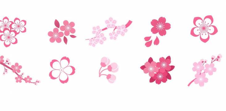 Illustration von verschiedenen Typen Kirschblüten in Japan