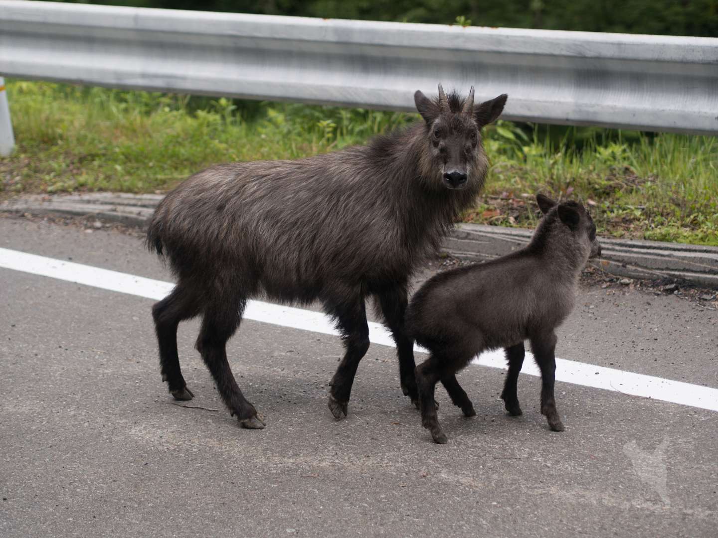 Wegen des dunklen Fells trägt der japanische Serau unter Jägern auch den Sp...