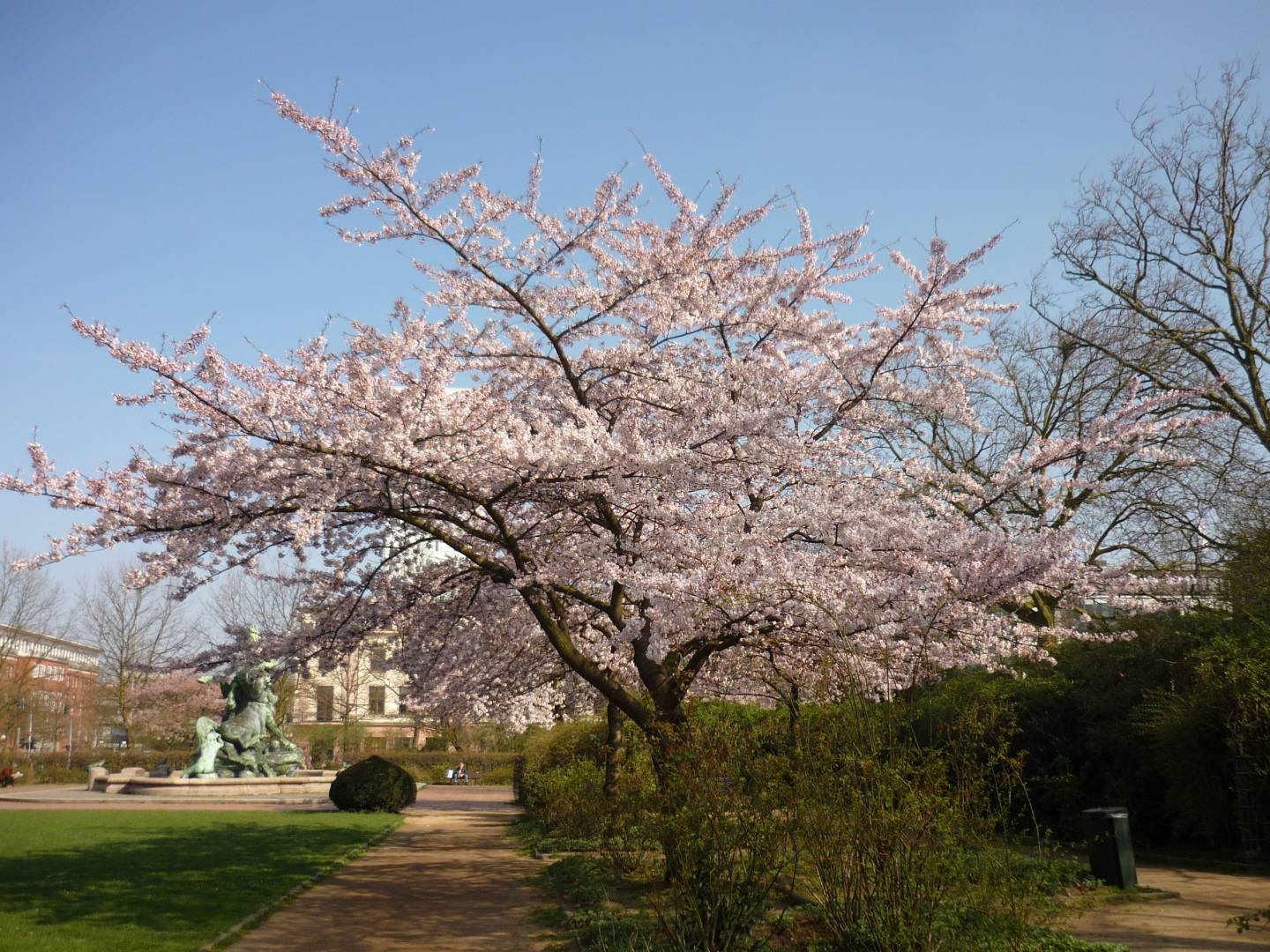 Kirschblüte Deutschland Hanami Japan