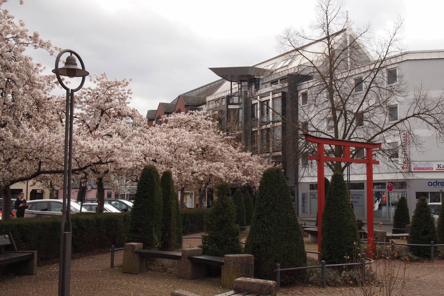 Kirschblüte Deutschland Hanami Japan