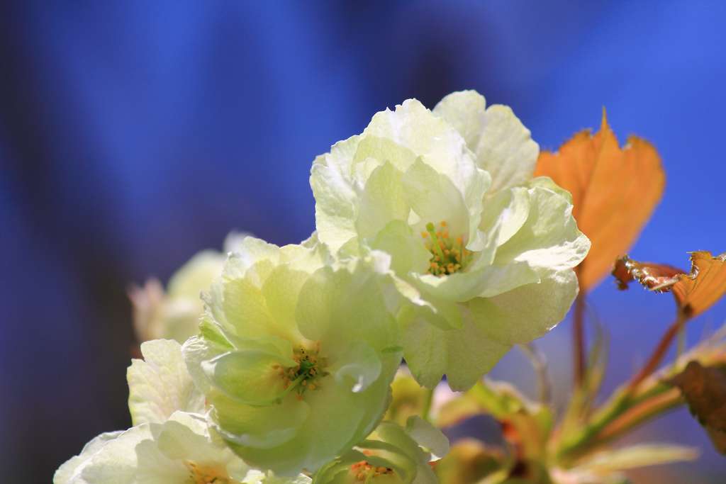 Nahaufnahme der Blüten einer ukon