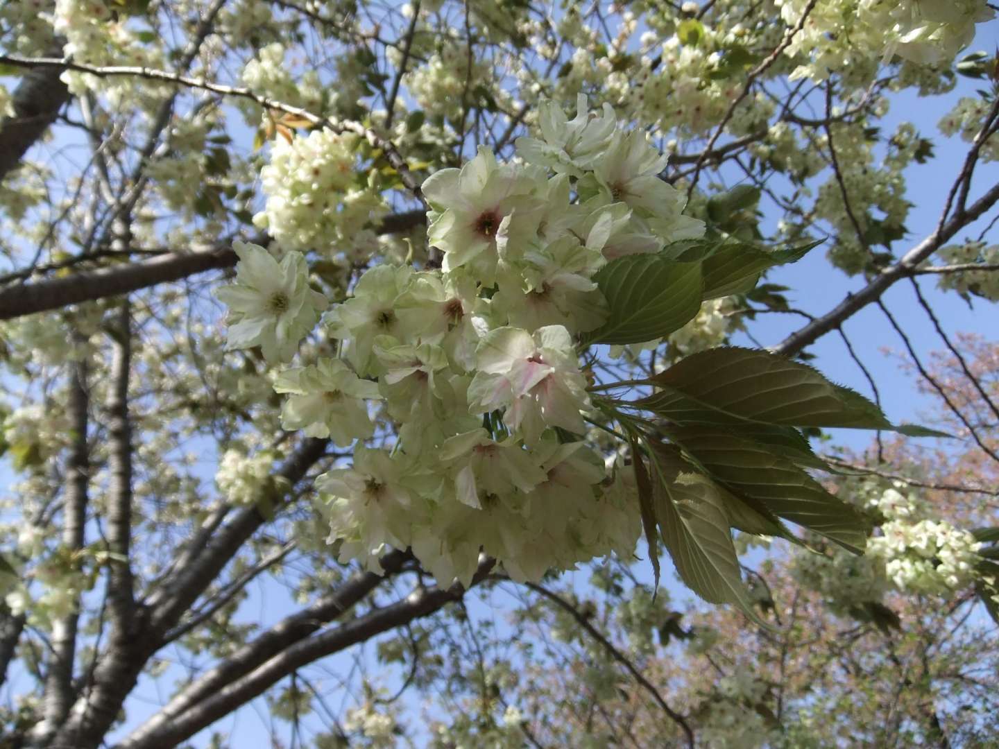 Blüten der ukon