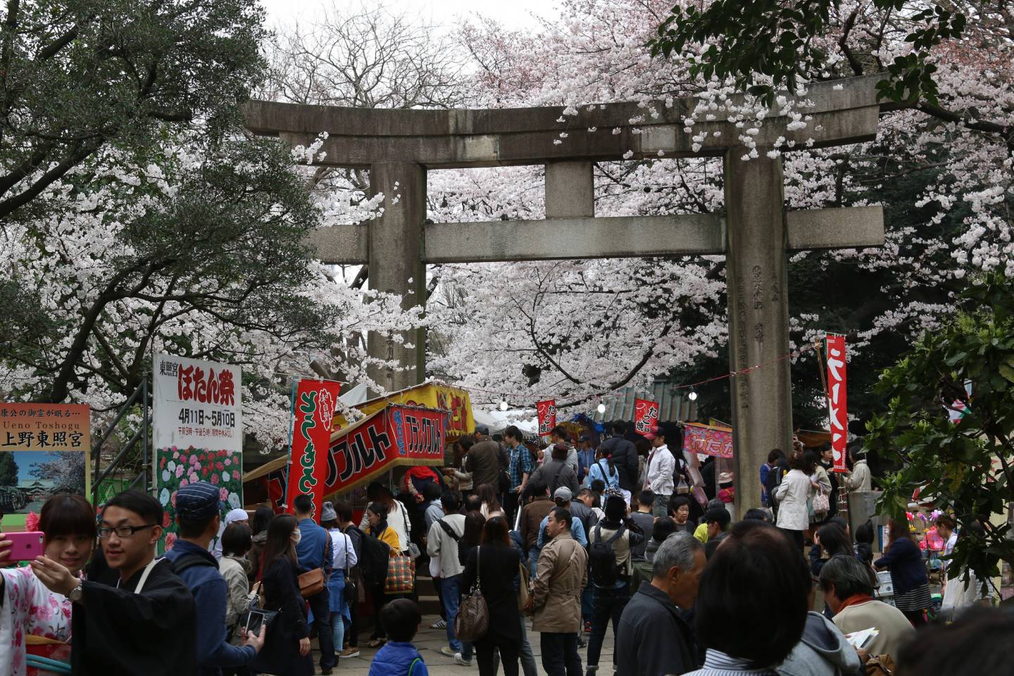 ueno sakura