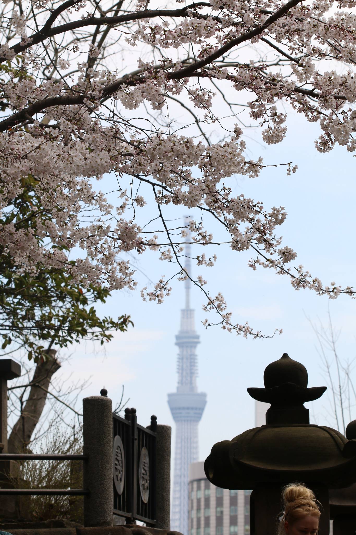 ueno sakura