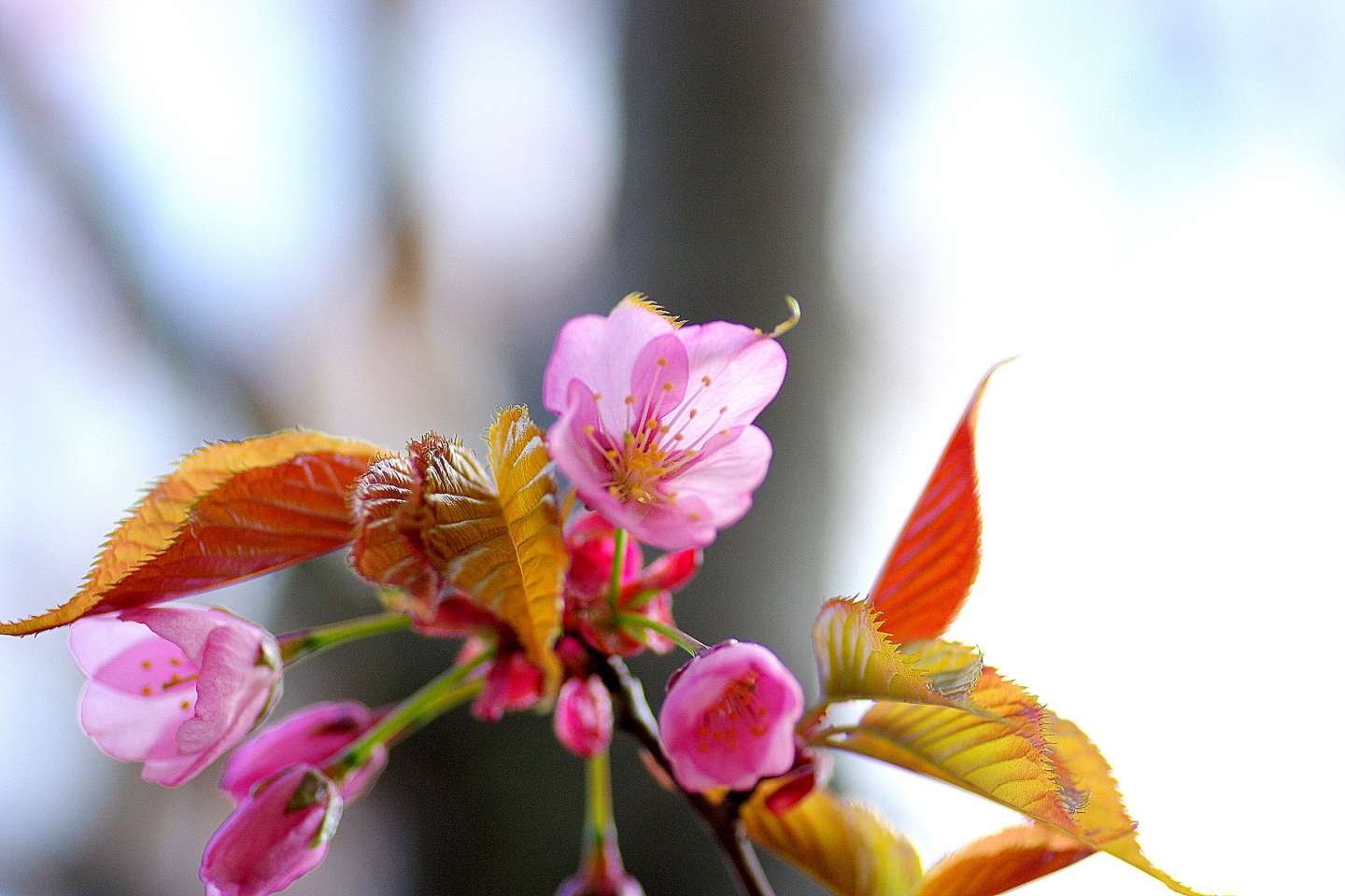 Nahaufnahme der Blüte einer yama zakura