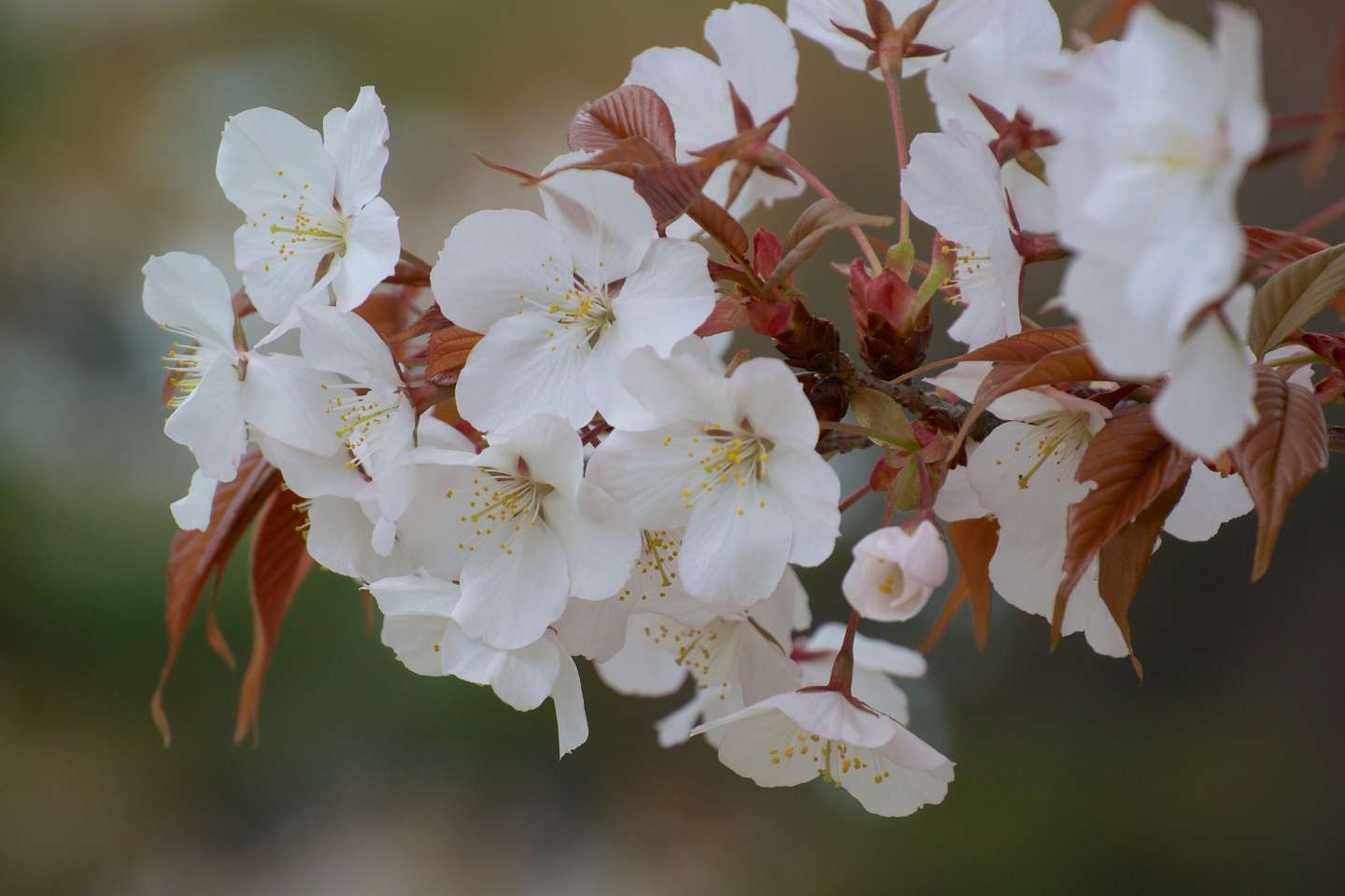 Blüten der yama zakura