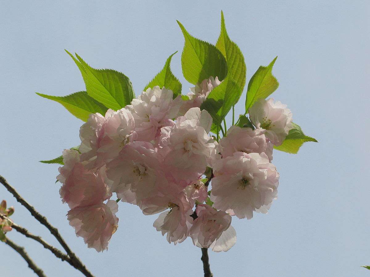 Blüten der ichiyō