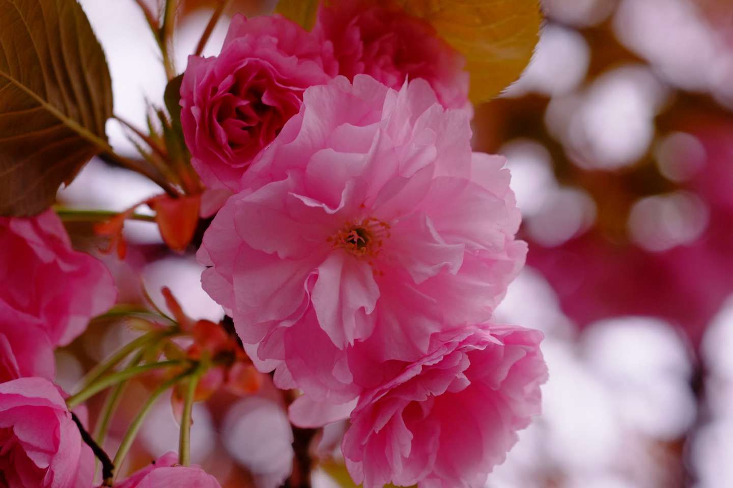 Nahaufnahme der Blüten einer kanzan