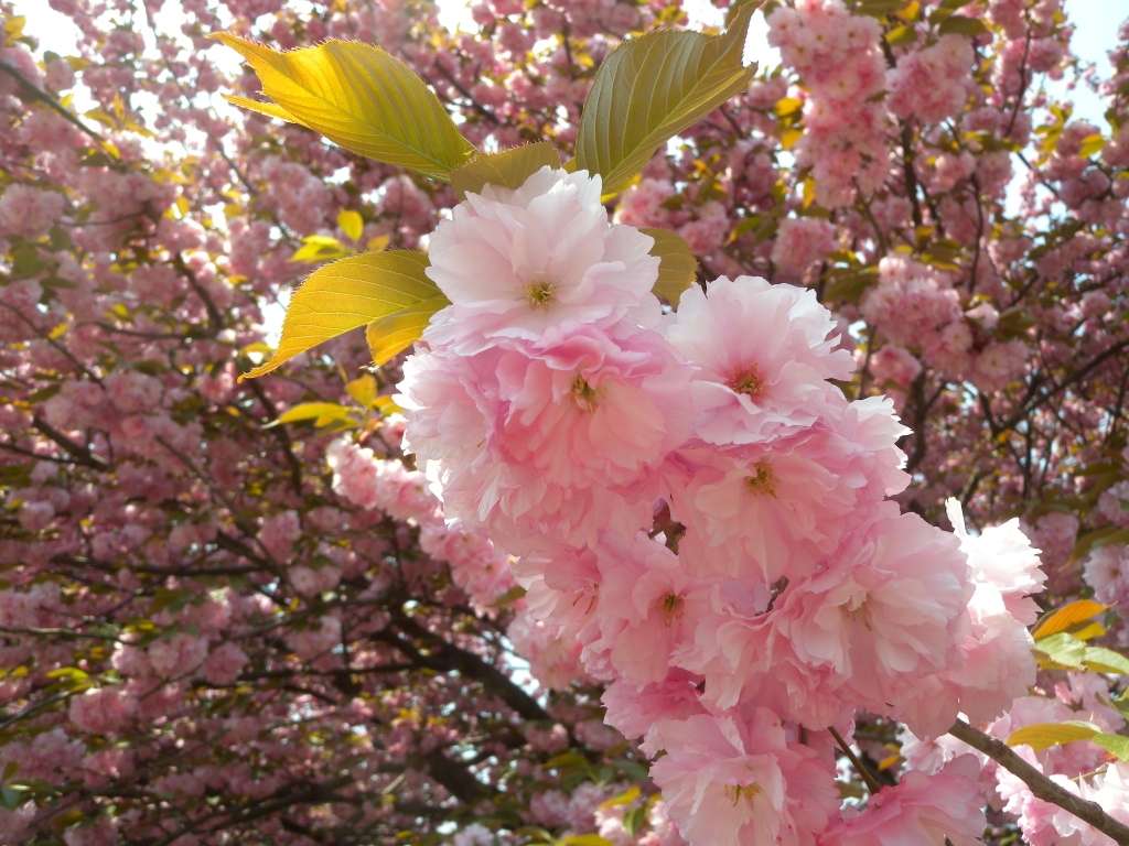 Kirschen japanische Ist die