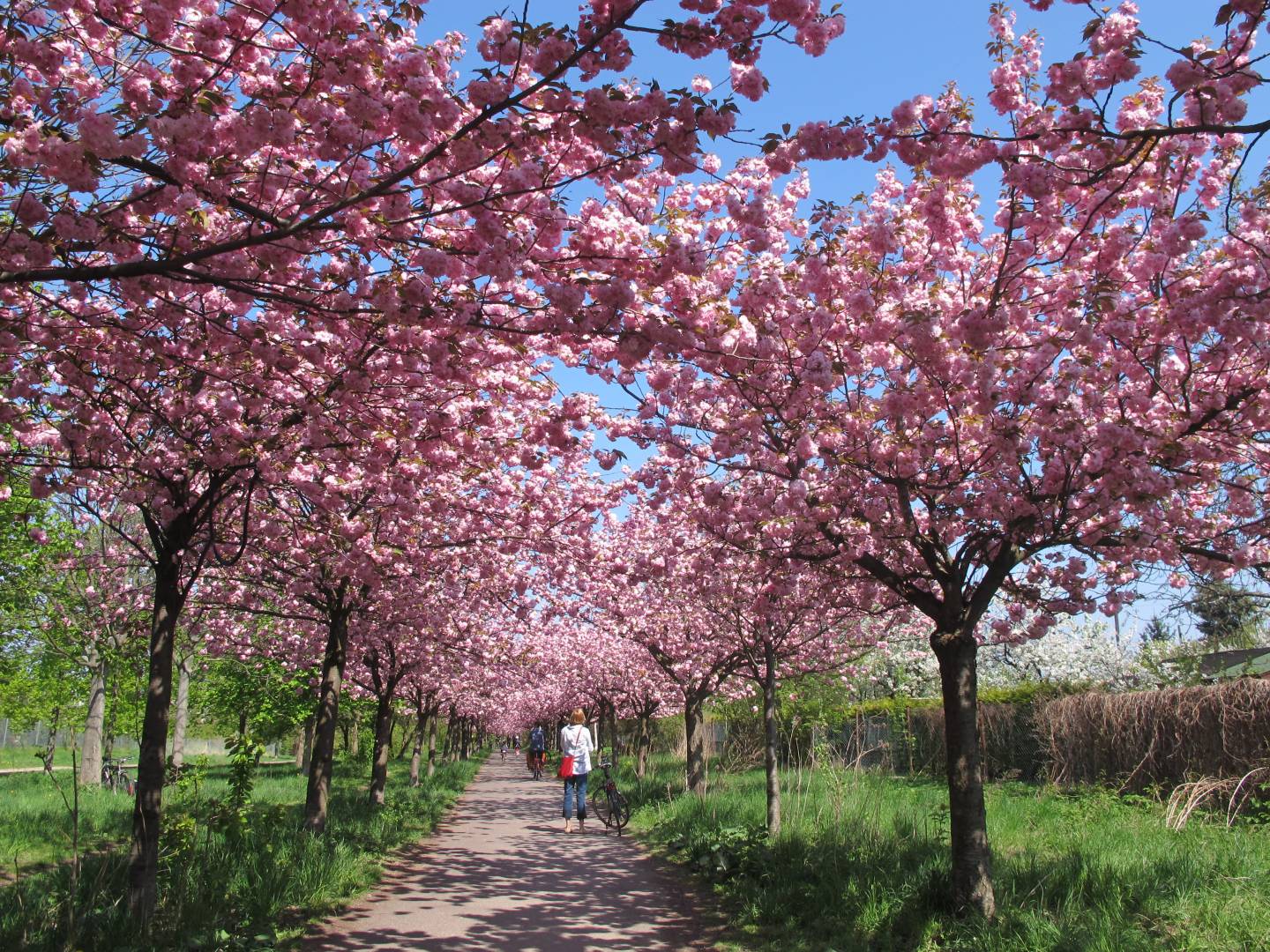 Kirschblüte Deutschland Hanami Japan