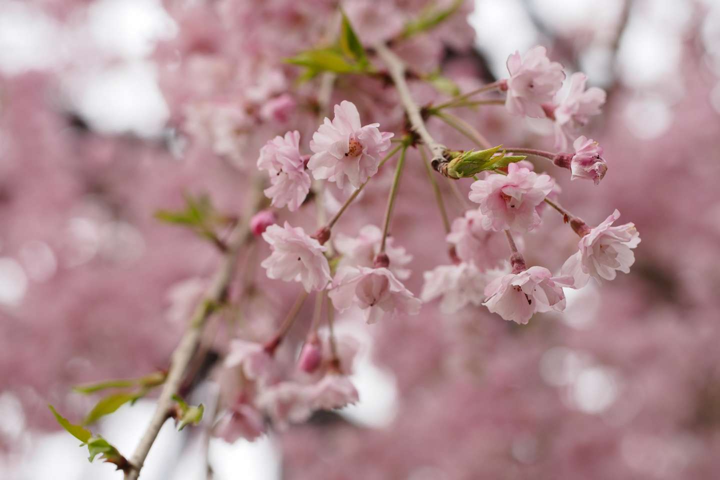 Nahaufnahme der Blüten einer shidare zakura