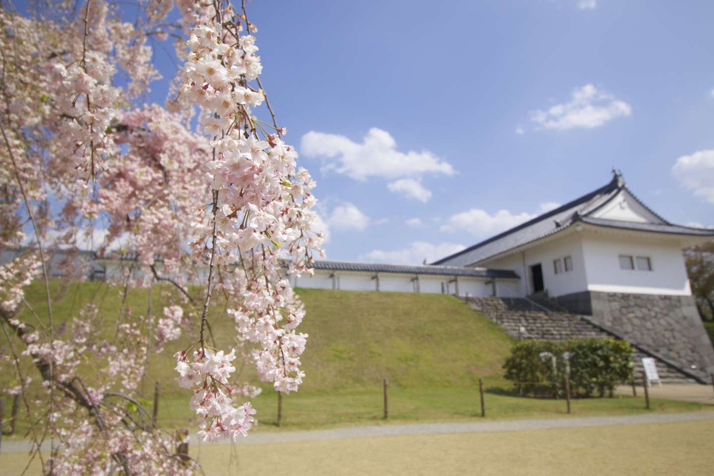 Blüten der shidare zakura mit japanischem Mauerwerk im hintergrund