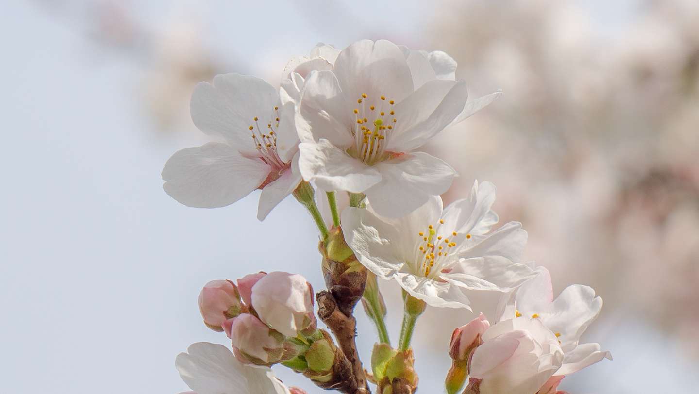 Nahaufnahme der Blüten einer somei yoshino