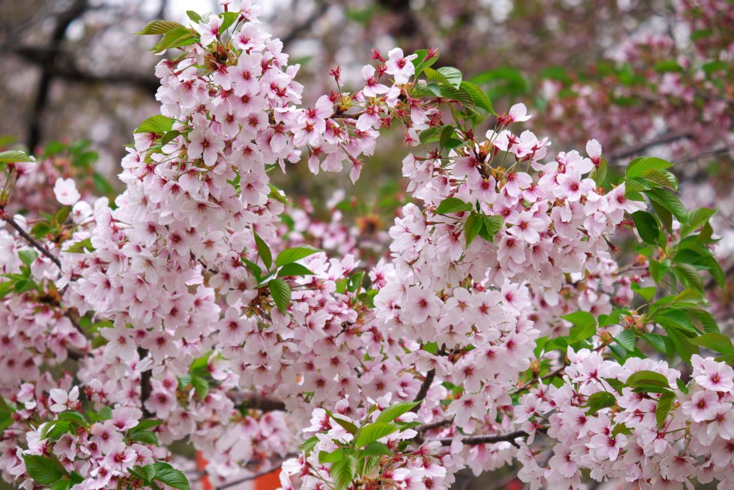 Blüten der somei yoshino