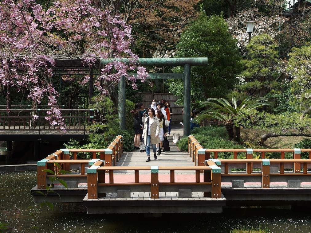 Harajuku Togo Schrein Shinto Kirschblüte