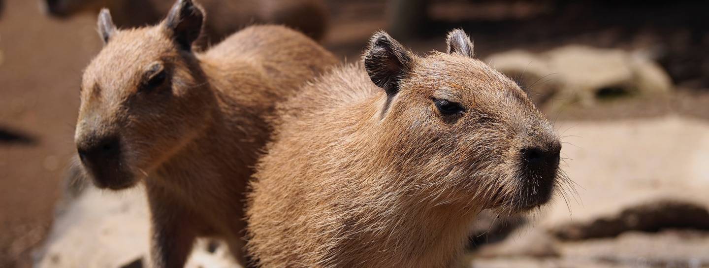 Capybaras