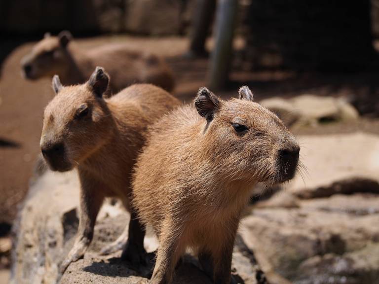 Capybaras