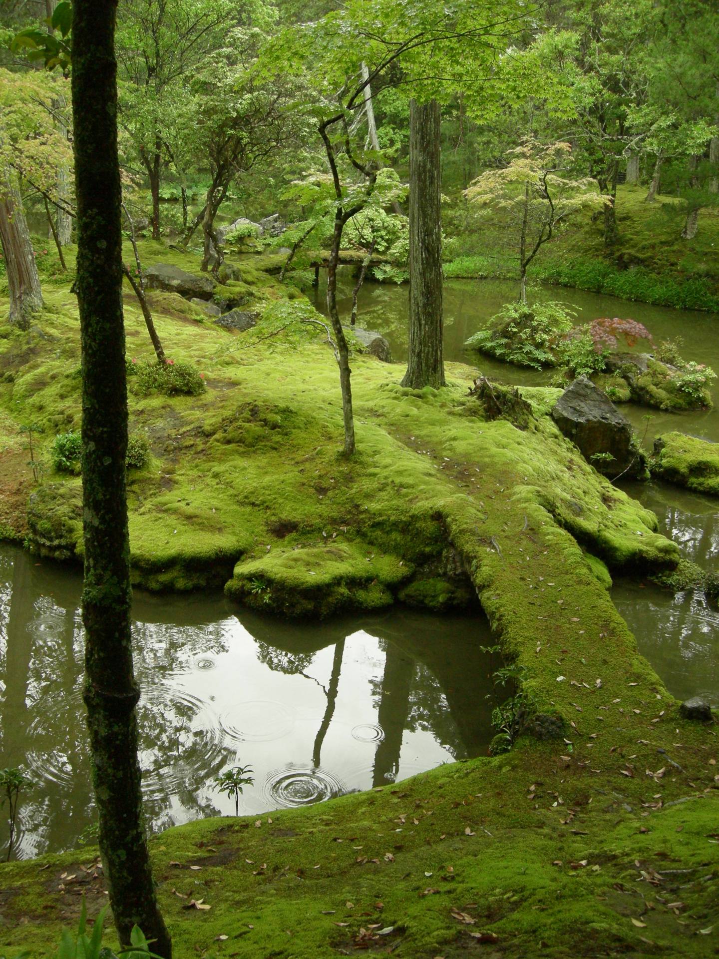 kokedera