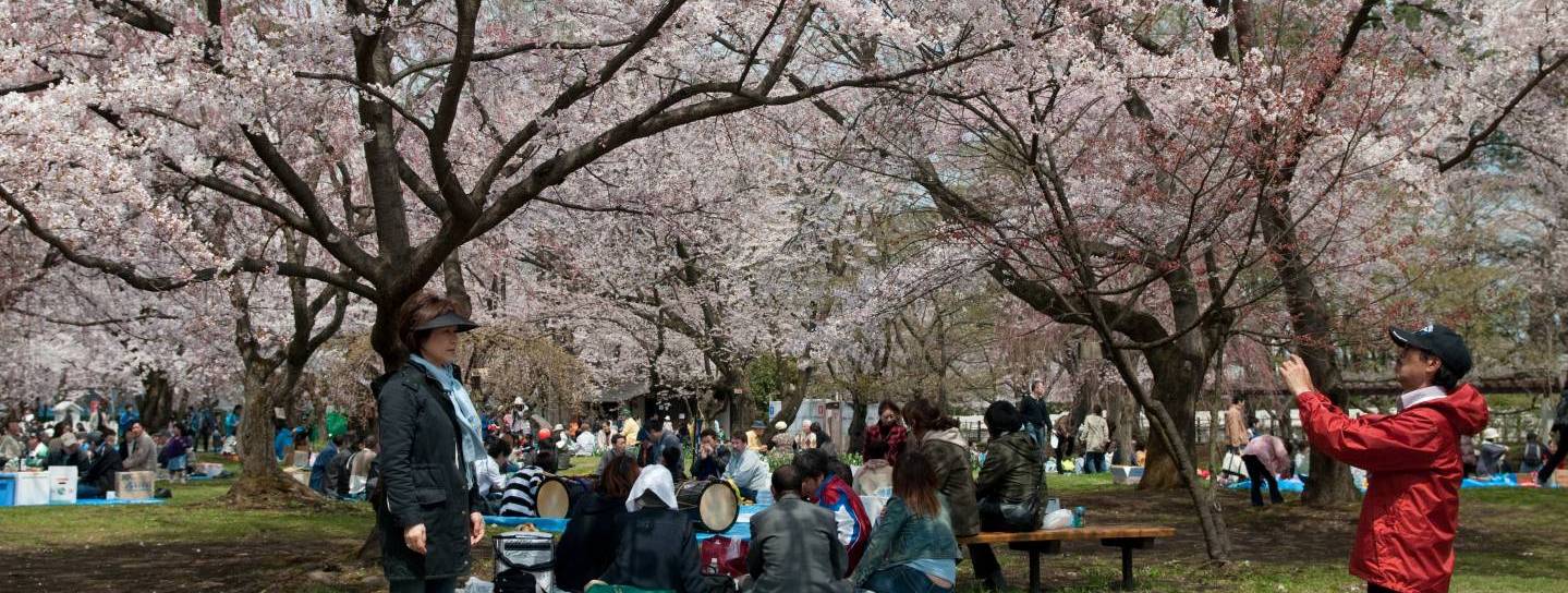 hanami aomori