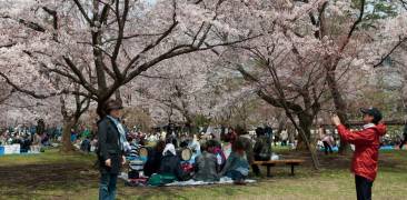 hanami aomori