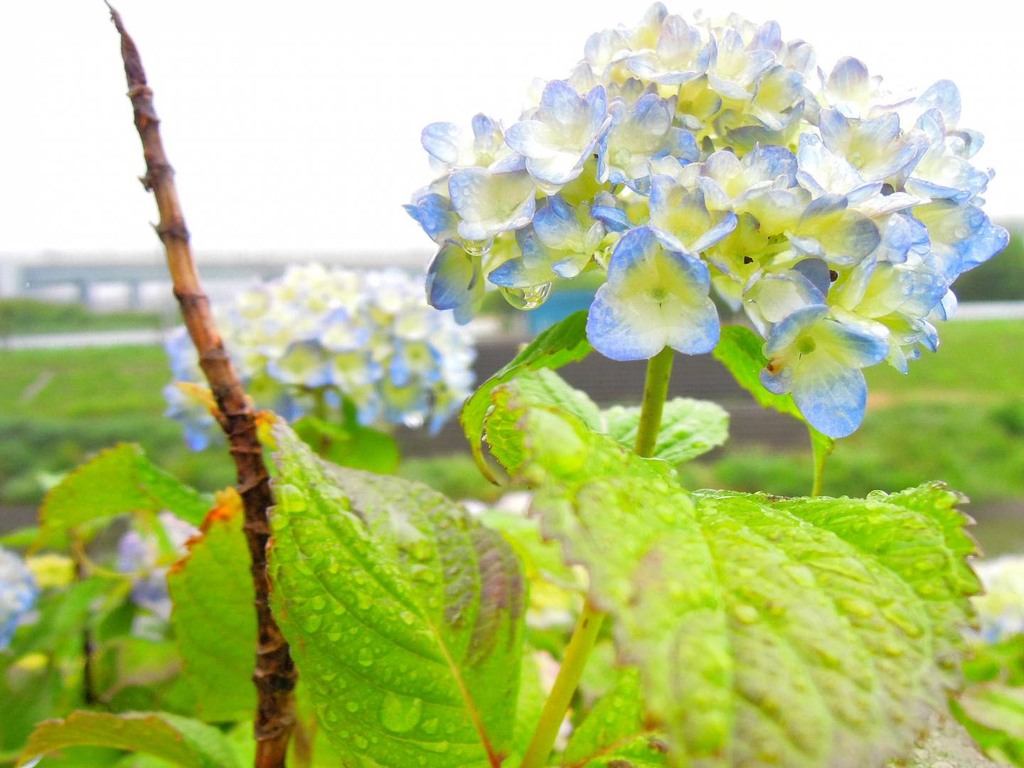 hortensie