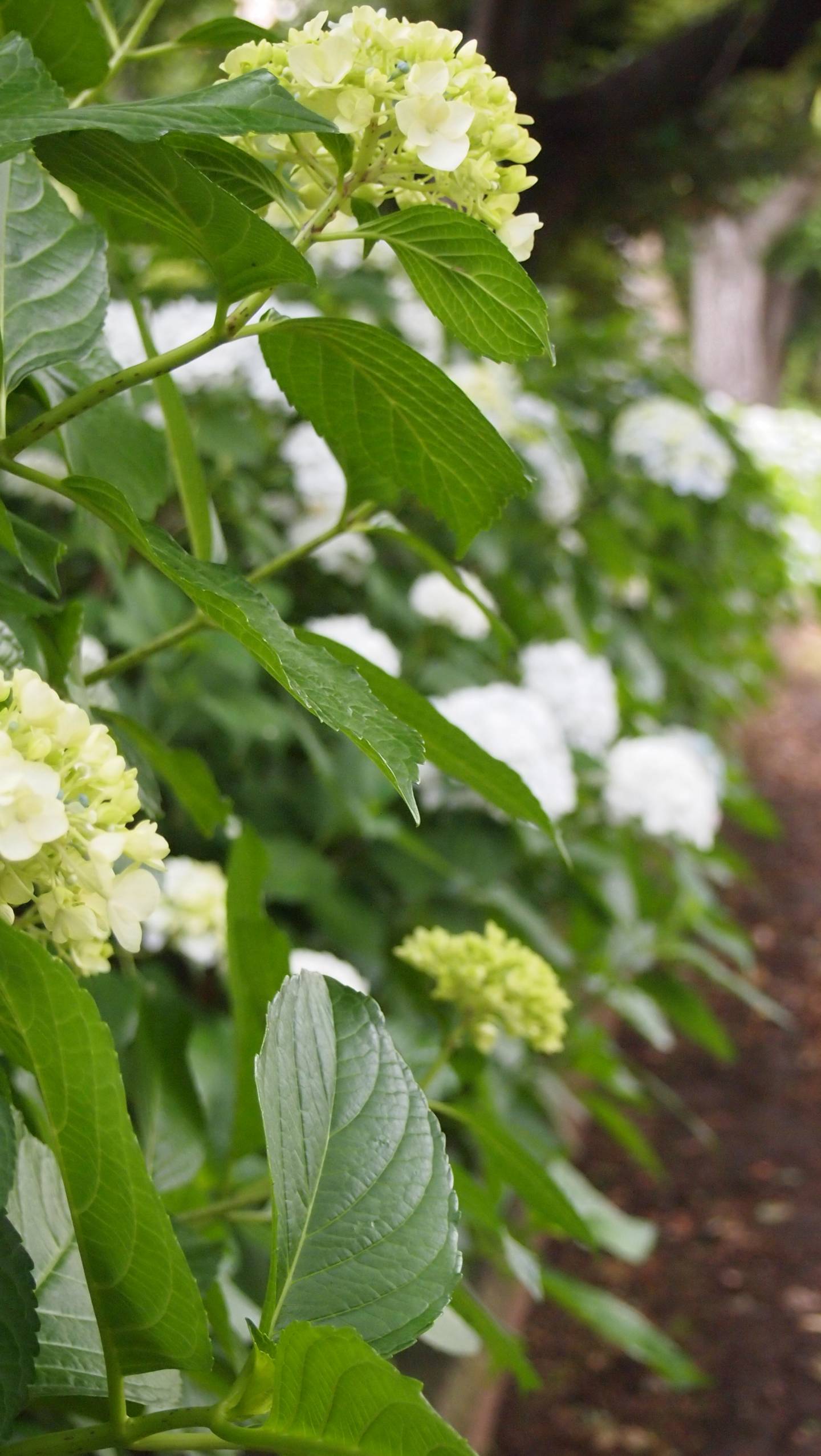 hortensie