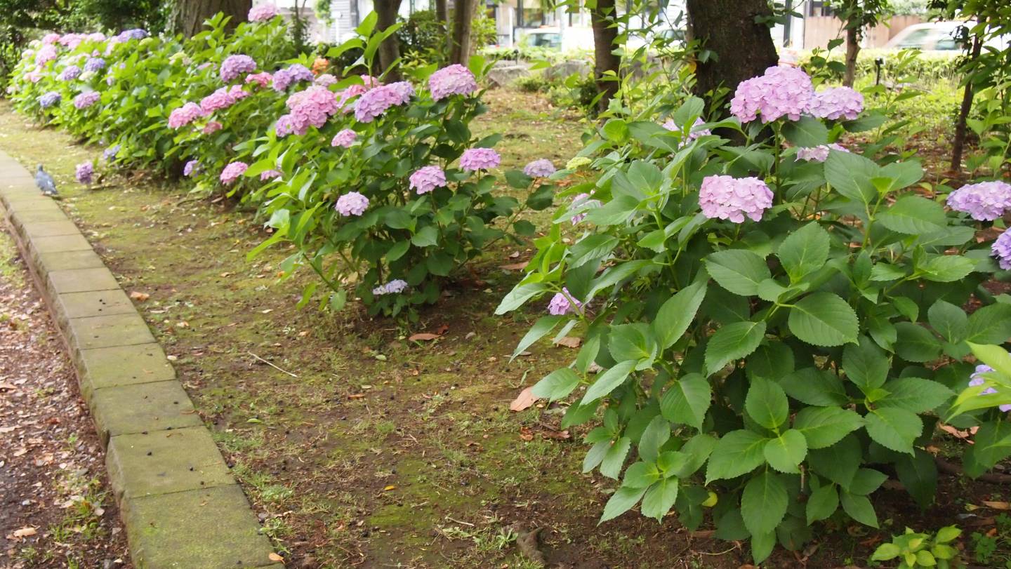 hortensie japan