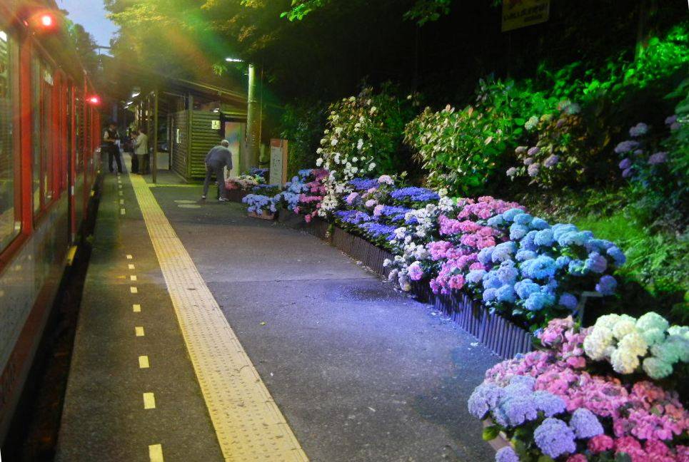 hortensie