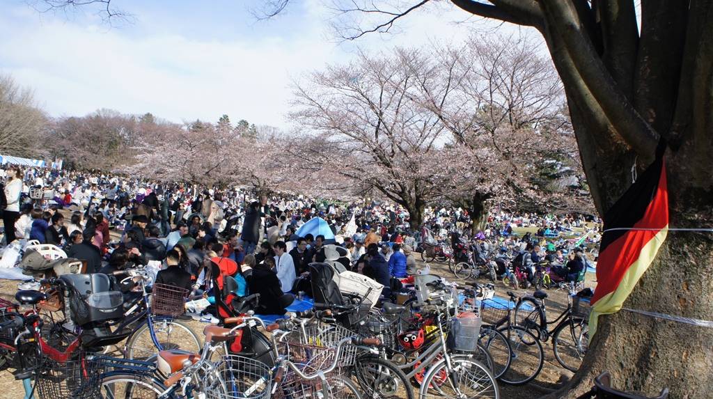 Japanisch-Deutsche Gesellschaft Tokyo Hanami Japaner treffen kennenlernen