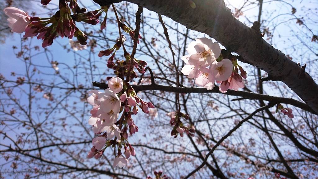 Japanisch-Deutsche Gesellschaft Tokyo Hanami Japaner treffen kennenlernen