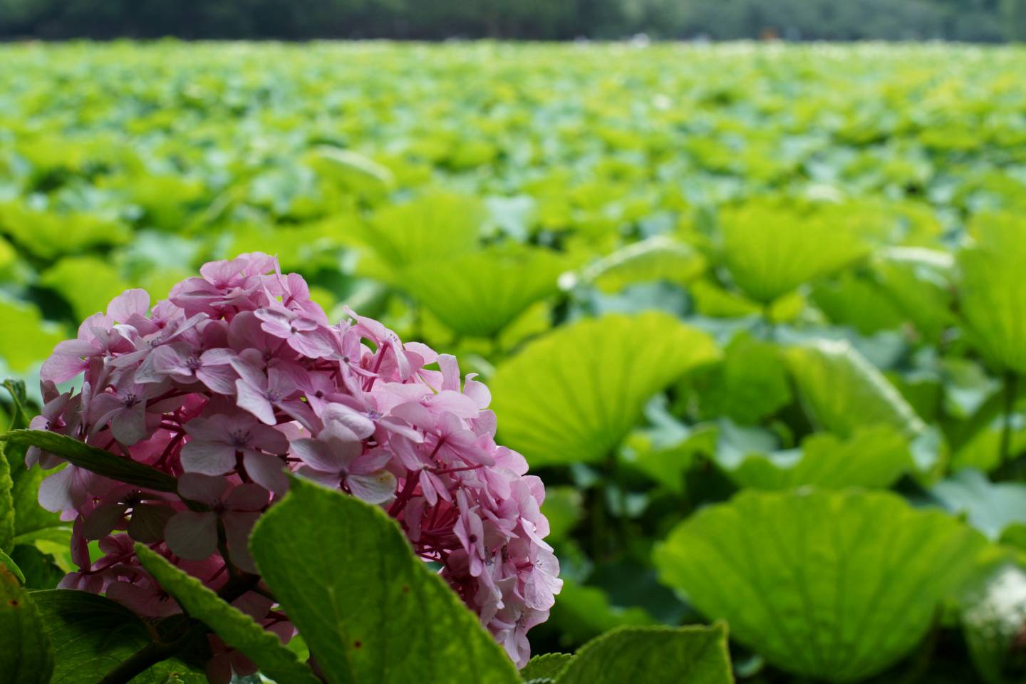 hortensie ueno