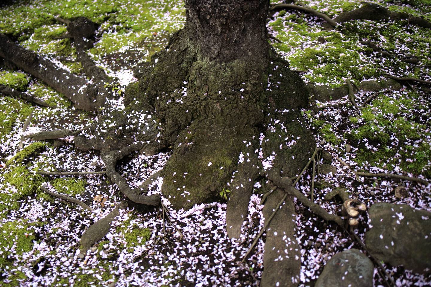 JTPA Japan Travel Photographers Association Kirschblüte Tokyo