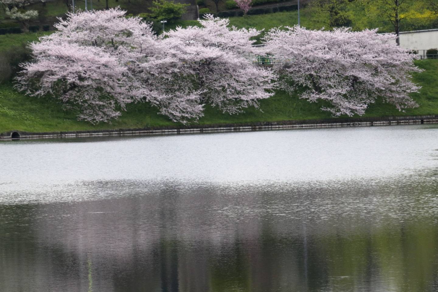 JTPA Japan Travel Photographers Association Kirschblüte Tokyo